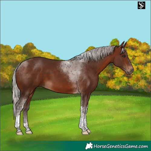 Horse Color:Silver Brown Tobiano 