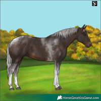 Horse Color:Silver Brown Tobiano
