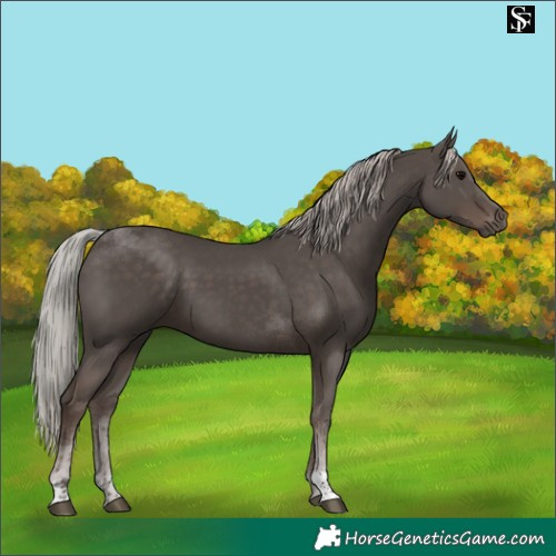 Horse Color:Silver Black Tobiano 