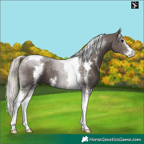 Horse Color:Silver Black Sabino Tobiano 