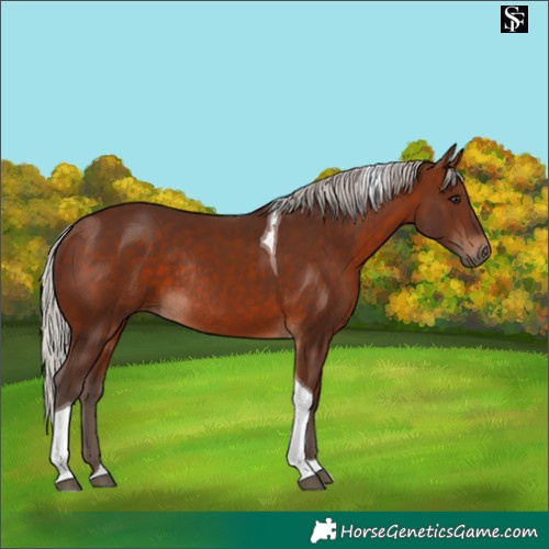 Horse Color:Silver Brown Tobiano Rabicano 