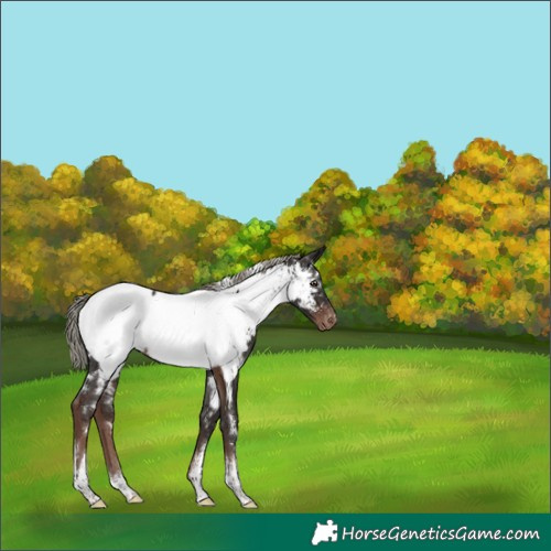 Horse Color:White Spotted Liver Chestnut Mushroom Appaloosa Rabicano