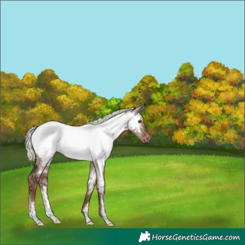 Horse Color:White Spotted Liver Red Dun Mushroom Appaloosa Rabicano Brindle