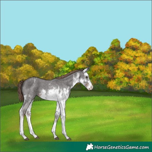 Horse Color:White Spotted Liver Chestnut Sabino Appaloosa Rabicano 
