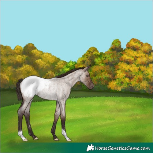Horse Color:Liver Red Dun Roan Appaloosa Rabicano 