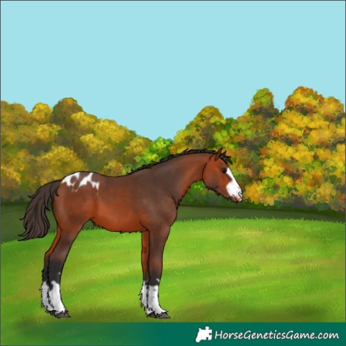 Horse Color:Bay Appaloosa  and Bay Appaloosa 