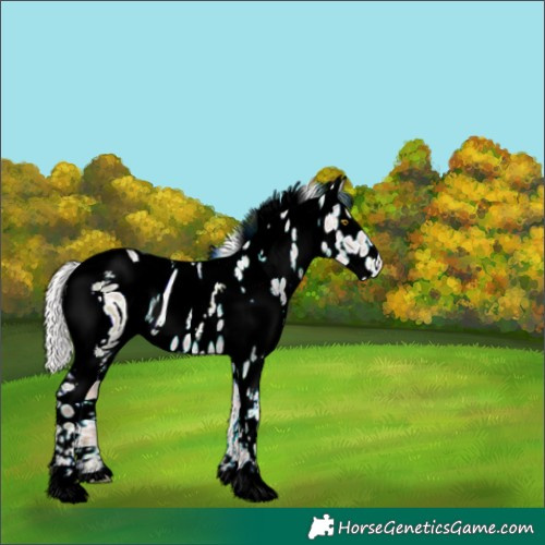 Horse Color:ERROR: UNKNOWN ANOMALY