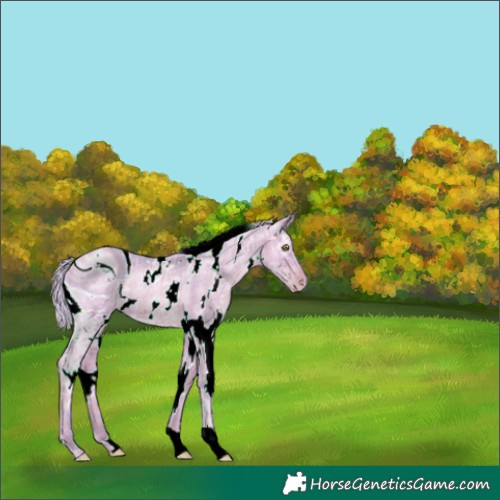 Horse Color:ERROR: UNKNOWN ANOMALY