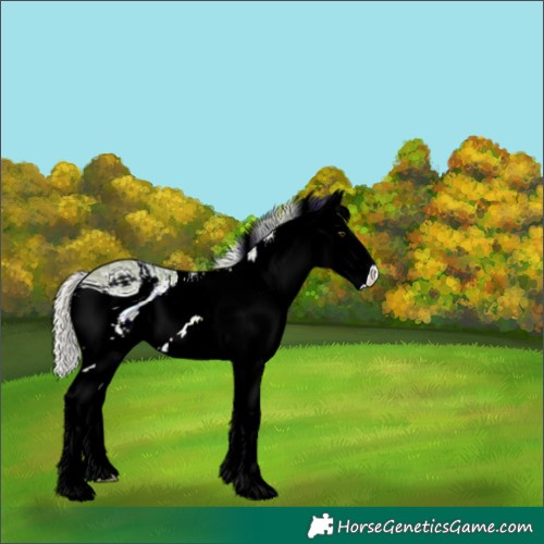 Horse Color:ERROR: UNKNOWN ANOMALY