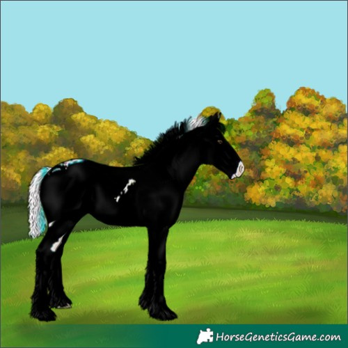 Horse Color:ERROR: UNKNOWN ANOMALY
