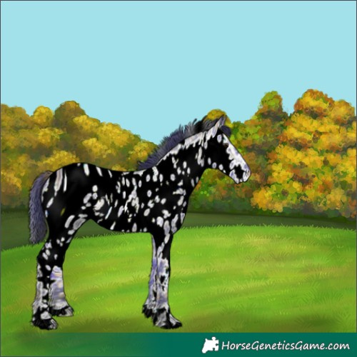 Horse Color:ERROR: UNKNOWN ANOMALY