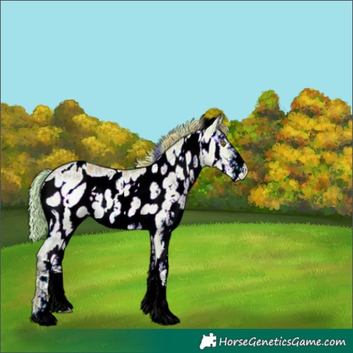 Horse Color:ERROR: UNKNOWN ANOMALY