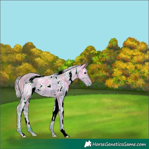 Horse Color:ERROR: UNKNOWN ANOMALY