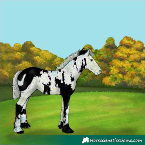 Horse Color:ERROR: UNKNOWN ANOMALY