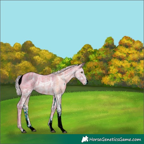 Horse Color:ERROR: UNKNOWN ANOMALY