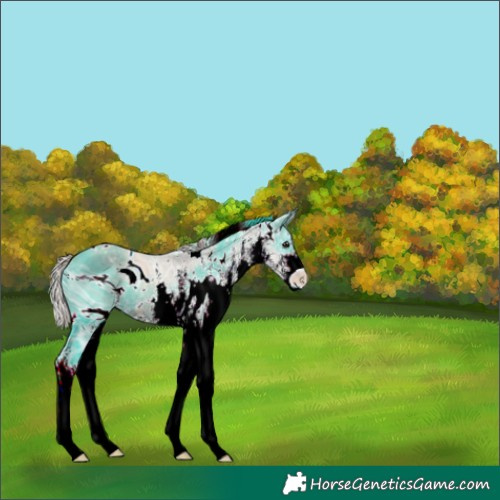 Horse Color:ERROR: UNKNOWN ANOMALY