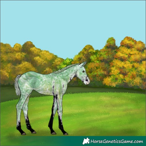 Horse Color:ERROR: UNKNOWN ANOMALY