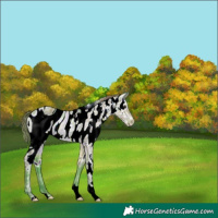 Horse Color:ERROR: UNKNOWN ANOMALY