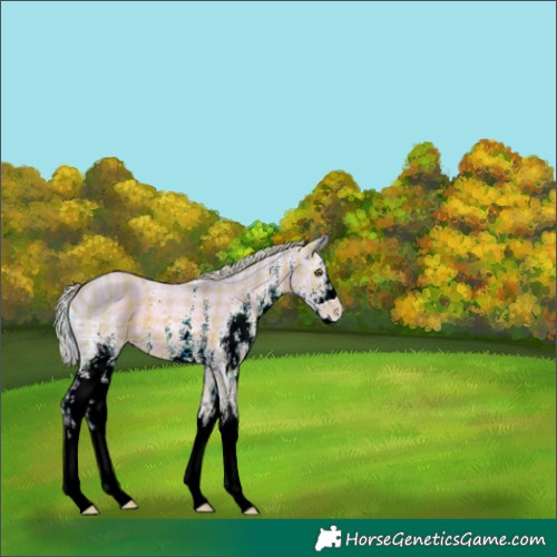Horse Color:ERROR: UNKNOWN ANOMALY