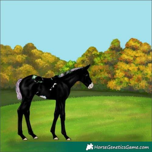Horse Color:ERROR: UNKNOWN ANOMALY