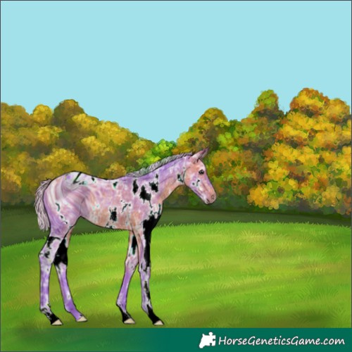 Horse Color:ERROR: UNKNOWN ANOMALY