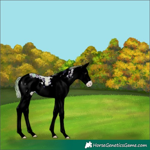 Horse Color:ERROR: UNKNOWN ANOMALY