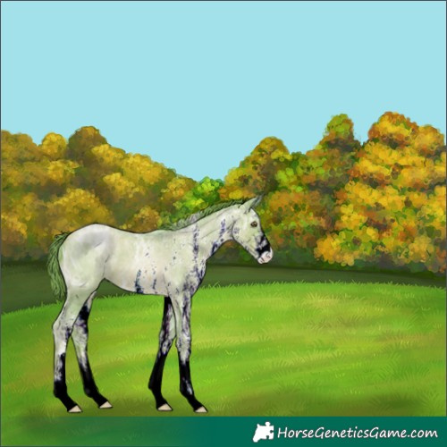 Horse Color:ERROR: UNKNOWN ANOMALY