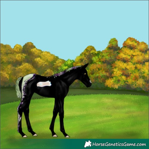 Horse Color:ERROR: UNKNOWN ANOMALY