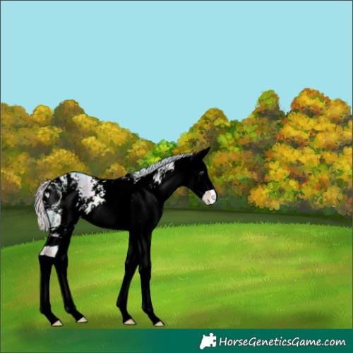 Horse Color:ERROR: UNKNOWN ANOMALY