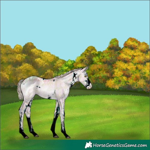 Horse Color:ERROR: UNKNOWN ANOMALY