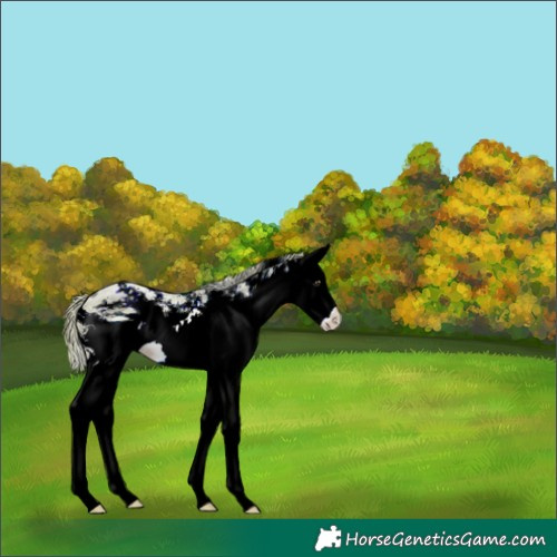Horse Color:ERROR: UNKNOWN ANOMALY