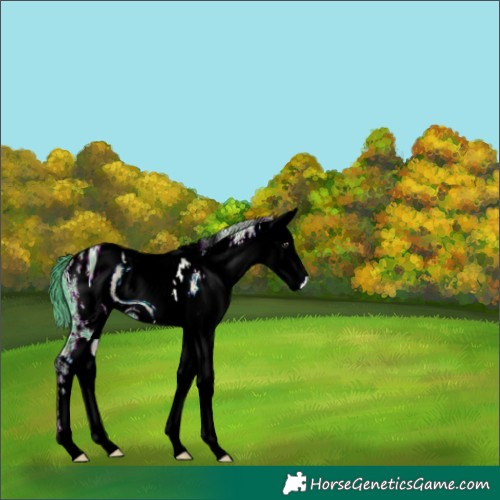 Horse Color:ERROR: UNKNOWN ANOMALY