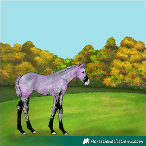 Horse Color:ERROR: UNKNOWN ANOMALY