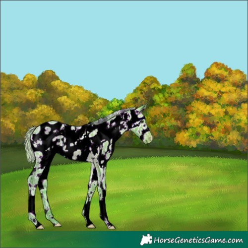 Horse Color:Watercolor White Spotted Silver Brown Ice Near Leopard