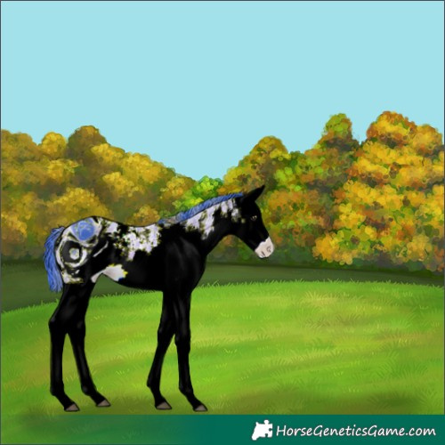 Horse Color:ERROR: UNKNOWN ANOMALY