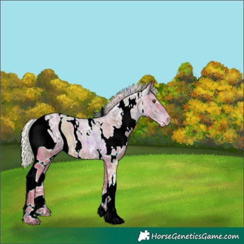 Horse Color:ERROR: UNKNOWN ANOMALY