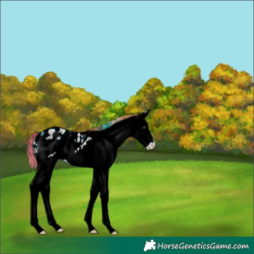 Horse Color:Watercolor White Spotted Liver Red Dun Ice Appaloosa 