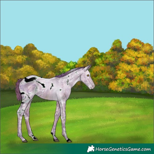 Horse Color:ERROR: UNKNOWN ANOMALY