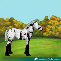 Horse Color:ERROR: UNKNOWN ANOMALY