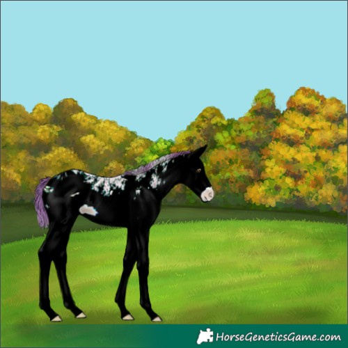 Horse Color:ERROR: UNKNOWN ANOMALY