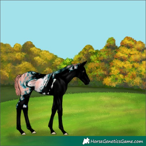 Horse Color:ERROR: UNKNOWN ANOMALY