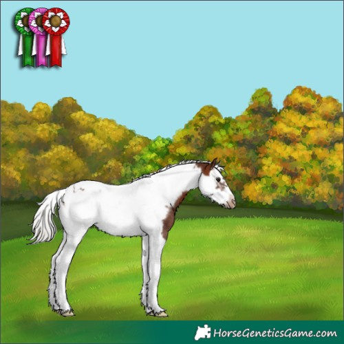 Horse Color:Silver Brown Splash Tobiano Frame Appaloosa Rabicano 