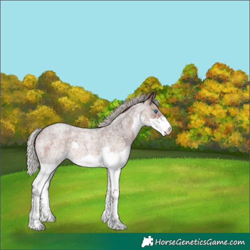 Horse Color:Silver Brown Roan Splash 