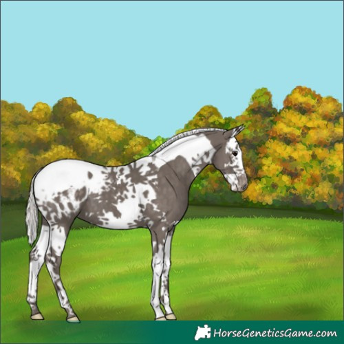 Horse Color:Silver Black Splash Tobiano Appaloosa 