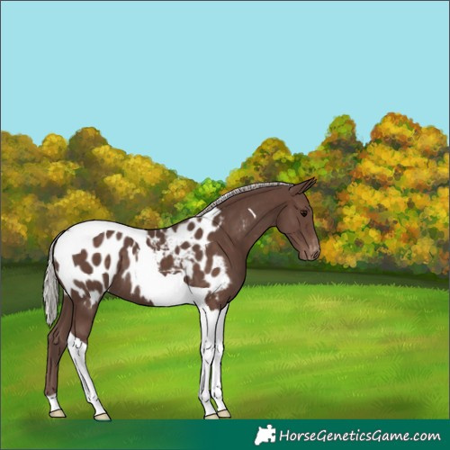 Horse Color:Silver Black Tobiano Near Leopard 