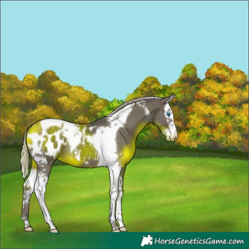 Horse Color:Silver Black Splash Tobiano Appaloosa 