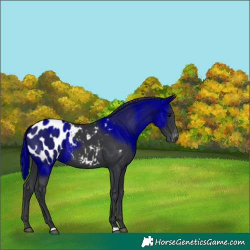 Horse Color:Black Appaloosa 