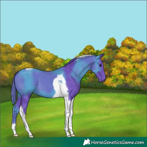 Horse Color:Watercolor Black Tobiano 