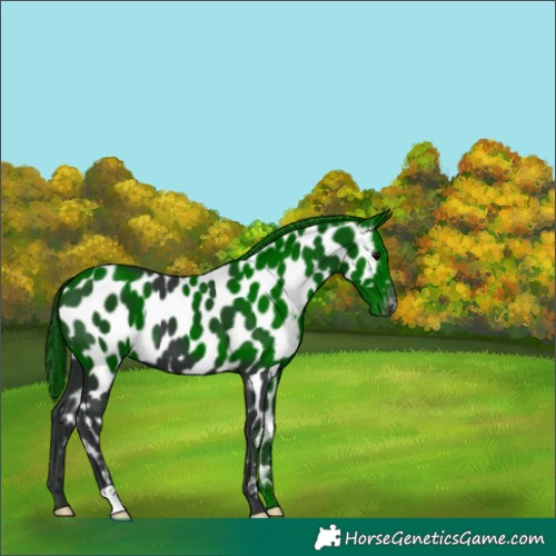 Horse Color:Black Near Leopard 