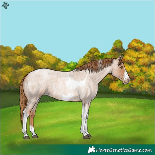 Horse Color:Red Roan Pearl Tobiano Frame 